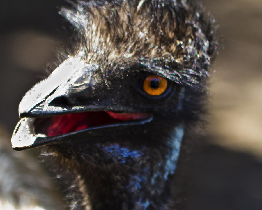 Emu Photograph - Dont Mess With The Emu by Roger Wedegis