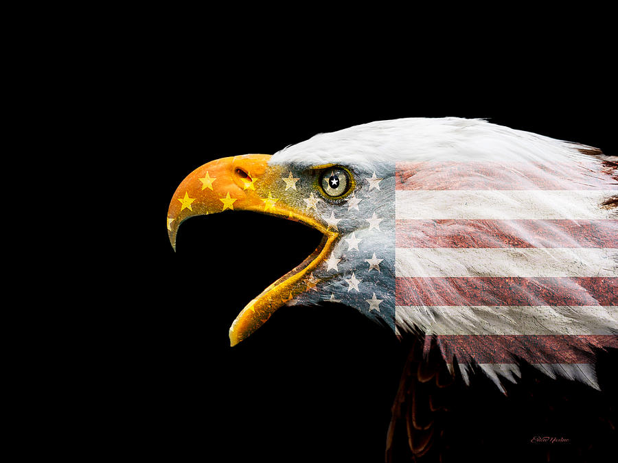 Eagle Photograph - Dont Mess with the US by Ericamaxine Price