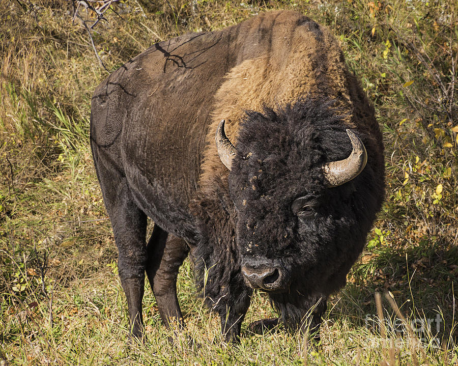 Dont Mess With This Bison Photograph by Priscilla Burgers