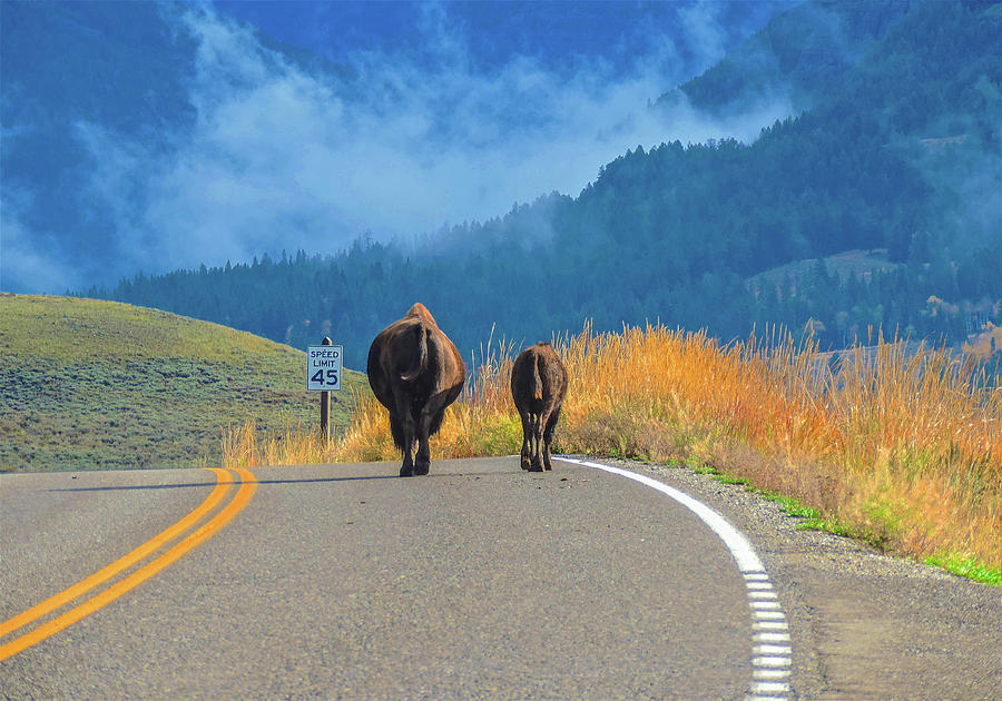 Yellowstone National Park Photograph - Dont Speed by Ashley Noble