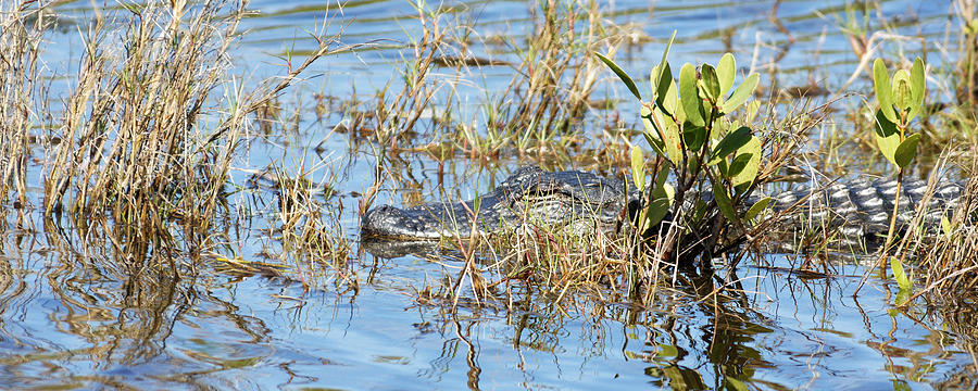 Dont Think I Dont See You There - American Alligator at Merritt Island National Wildlife Refuge Photograph by Darin Volpe
