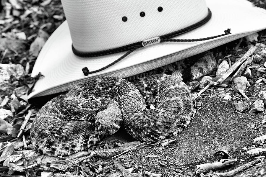 Dont Touch my Stetson Black and White Photograph by JC Findley