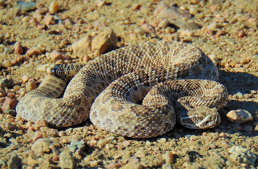 Don't Tread On Me Photograph by Carl Miller - Fine Art America