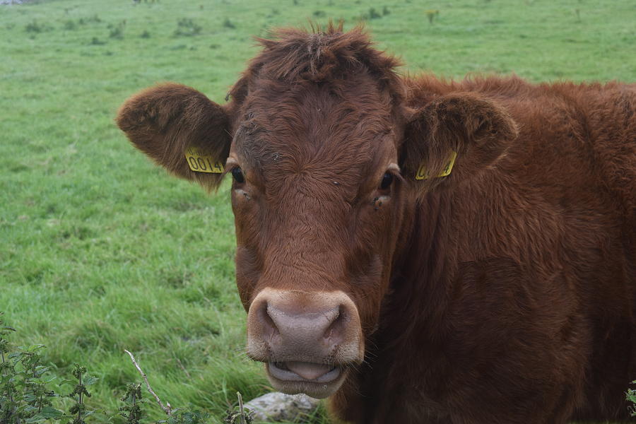 Doolin Cow Photograph by Curtis Krusie