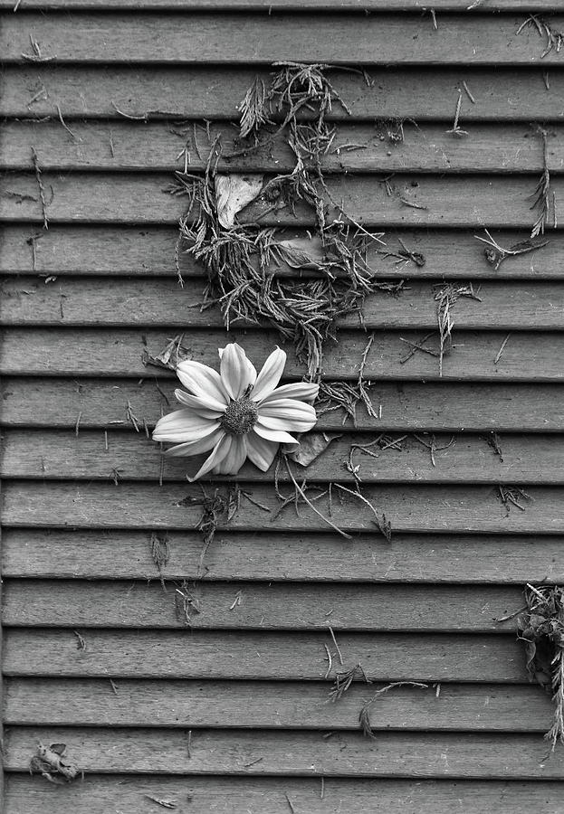 Door And Flower Monochrome Photograph by Jeff Townsend