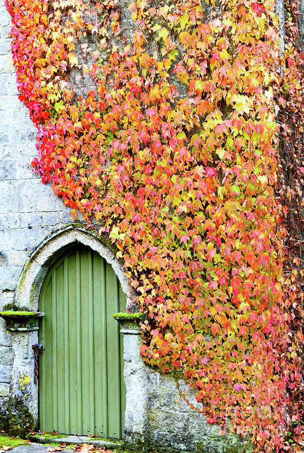 Door and Ivy Photograph by Colin Rayner