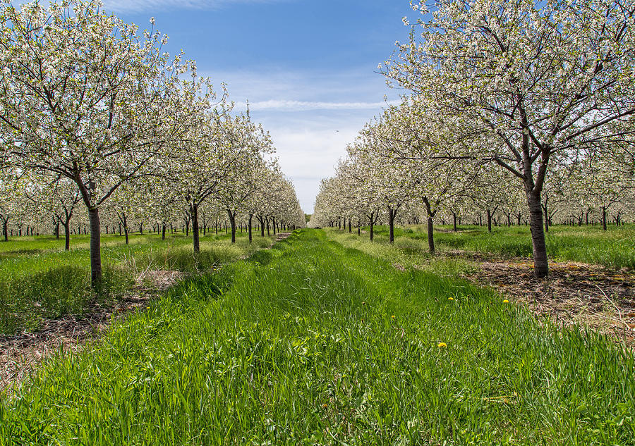 Door County Cherry Blossoms Photograph by Kathy Weigman Fine Art America