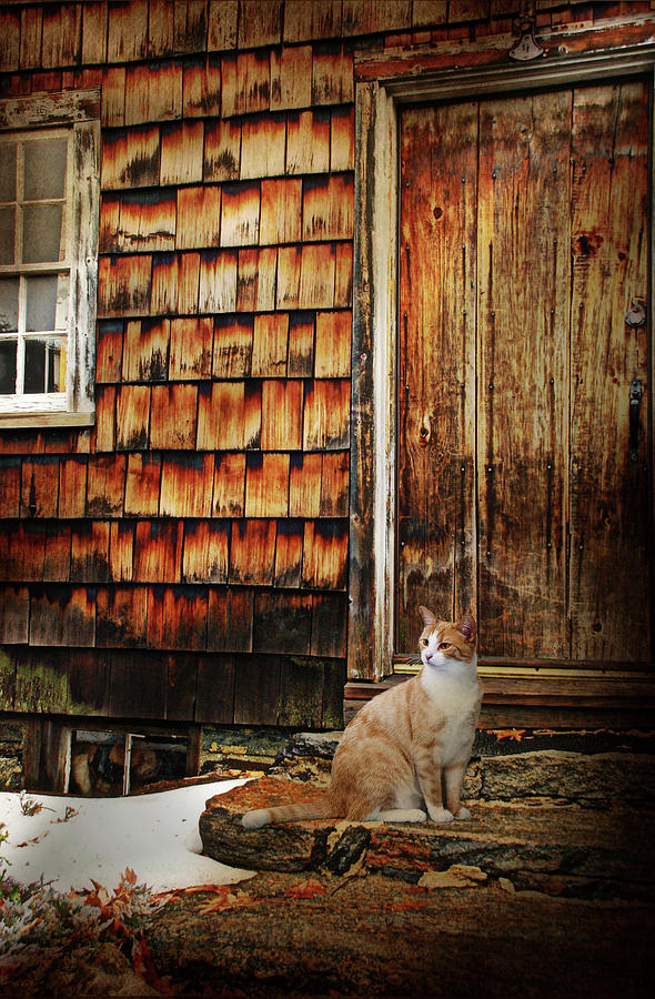 Door Step Cat Photograph by Diana Angstadt