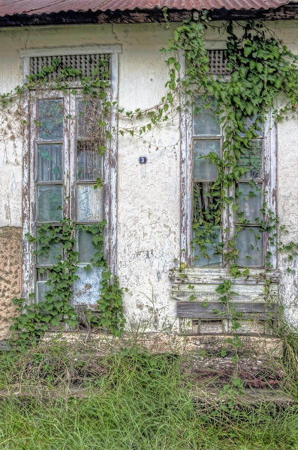  Doors and Vines Photograph by Nadia Sanowar