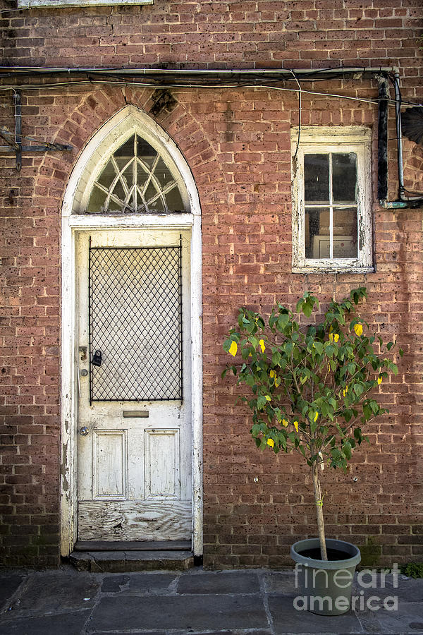 Doorway and plant, French Quarter Photograph by Bob Estremera