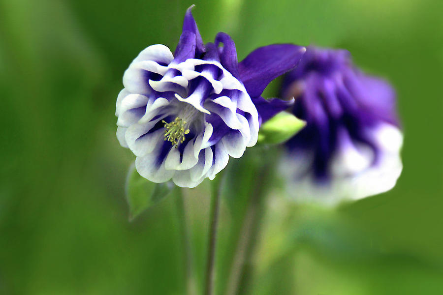 Flower Photograph - Dopplegangers by Debra Orlean