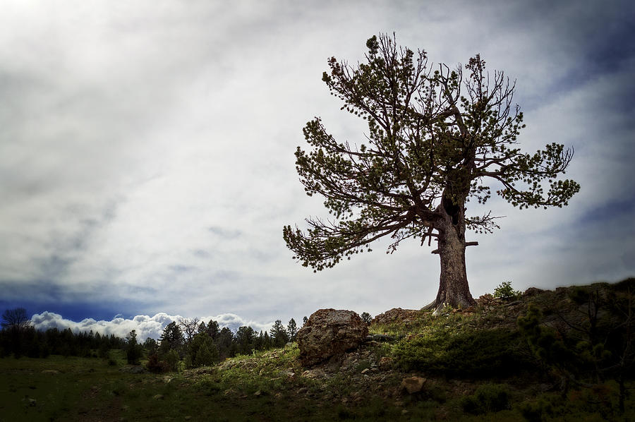 Dorindas Tree Photograph by WyoGal Photography