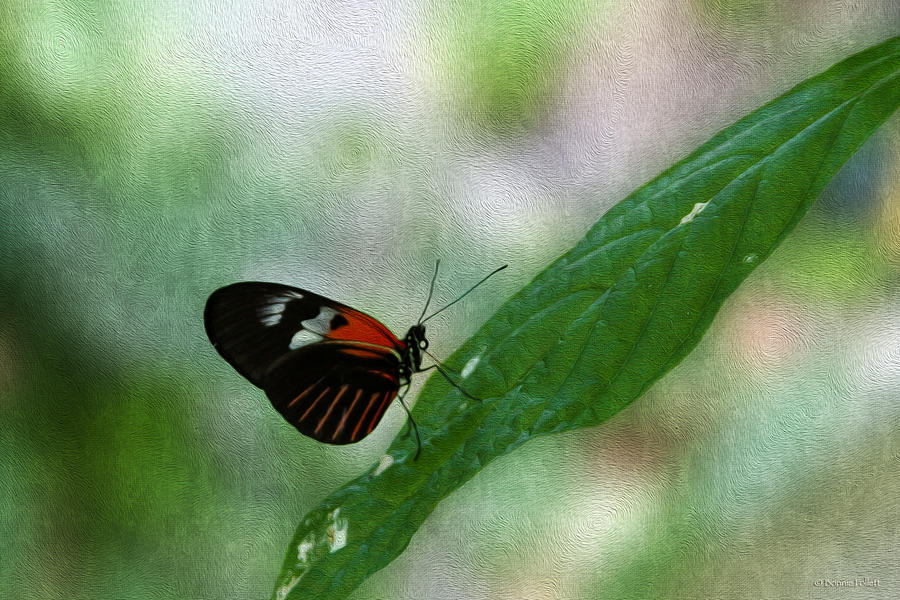 Doris Longwing Butterfly Photograph by Bonnie Follett