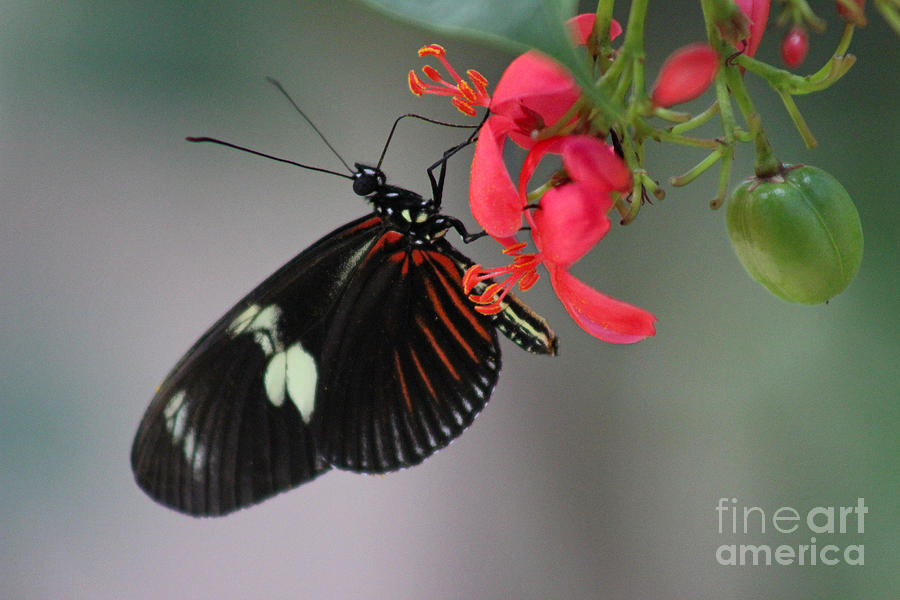 Doris Longwing Butterfly Horizontal Photograph by Karen Adams