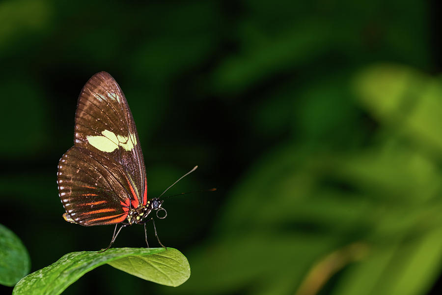 Doris Longwing Butterfly Photograph by Jonathan Davison