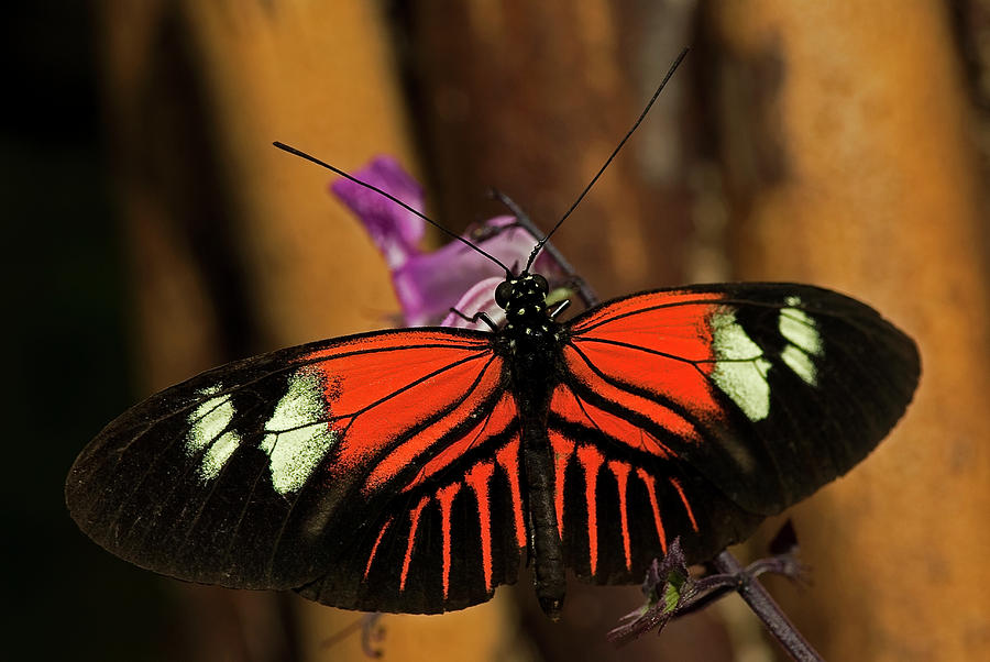 Doris Longwing Butterfly Photograph by JT Lewis