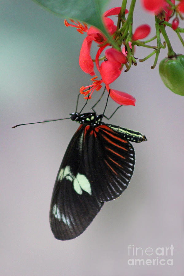 Nature Photograph - Doris Longwing Butterfly by Karen Adams