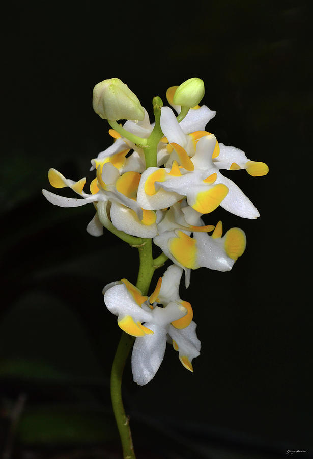 Doritis Pulcherrima - Bi-color Orchid 001 Photograph by George Bostian