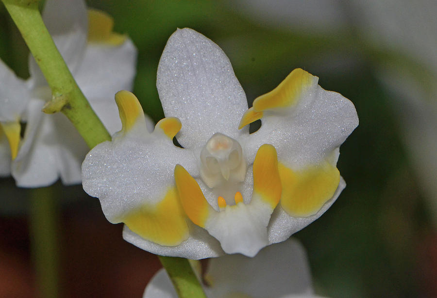 Doritis Pulcherrima Var. Champorensis - Bicolor Orchid 001 Photograph by George Bostian