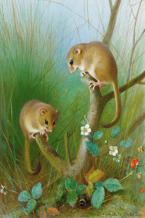 Dormice by Thorburn Mixed Media by Movie Poster Prints