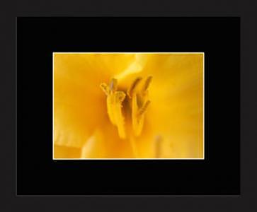 Yellow Lilly Photograph - DOro Lily Center by Brooke Chao Yellow Lilly Photograph - DOro Lily Center by Brooke Chao