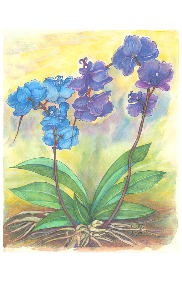 Dorotheas Orchid Painting by Dorothea Morgan
