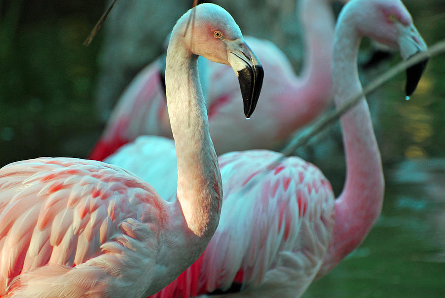 Dos Flamingos Photograph by Teresa Blanton
