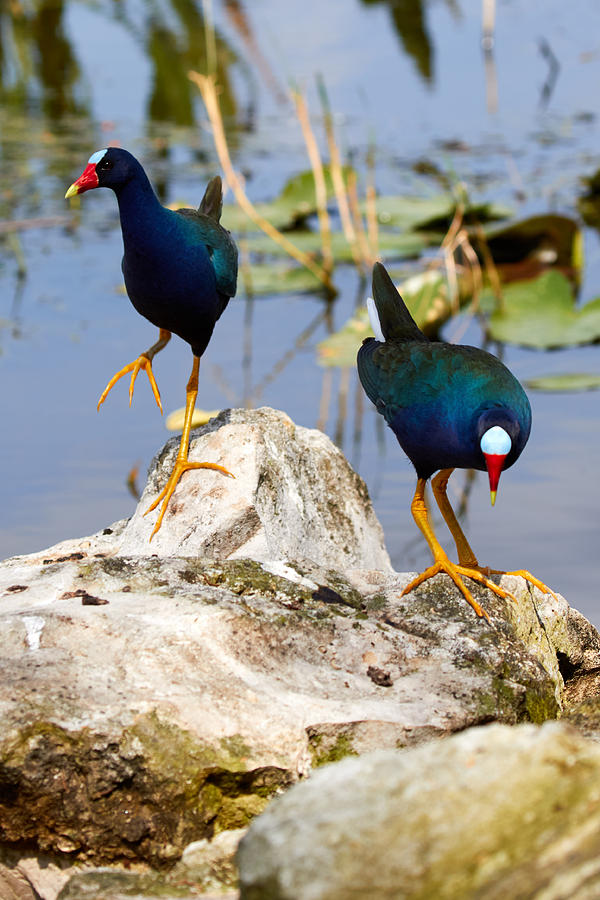 Dos Gallinules Photograph by David Beebe