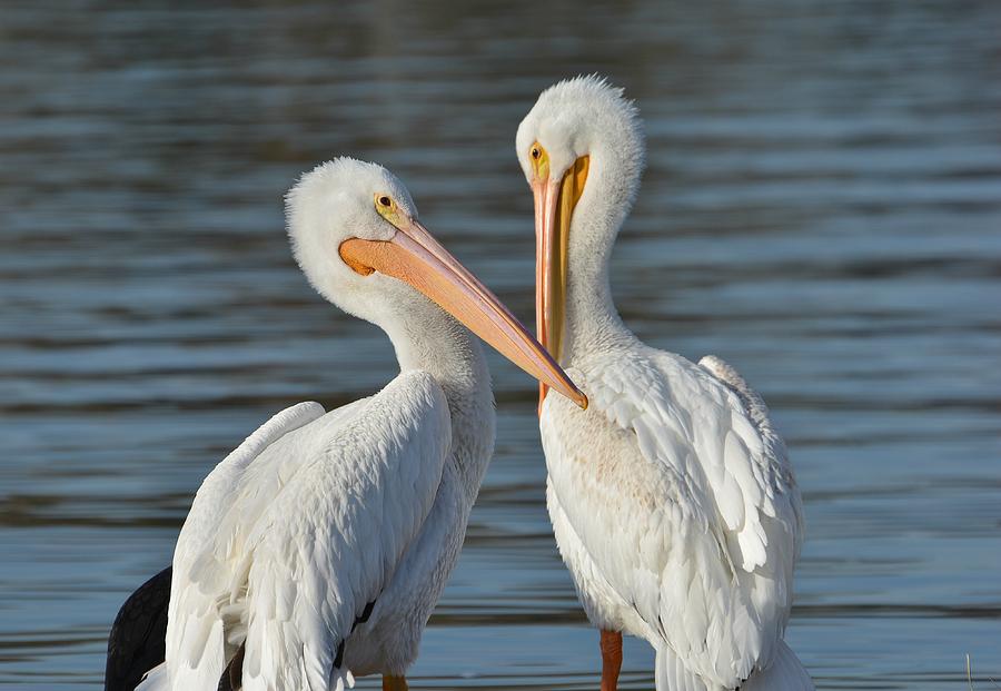 Dos Pelicanos  Photograph by Fraida Gutovich