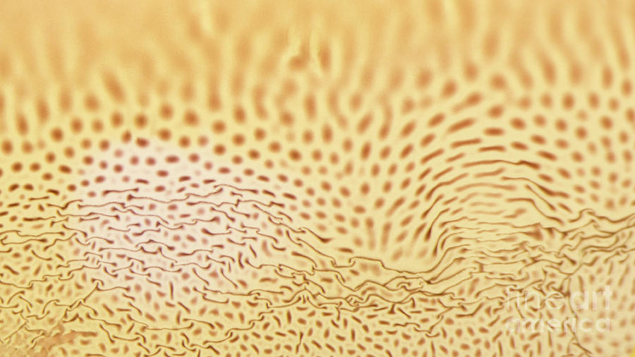 Dots and Lines by Beauty of Science Dots and Lines by Beauty of Science