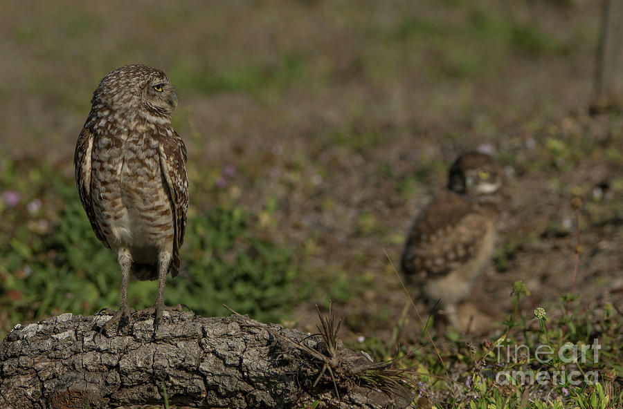 Doting Owl Parent Photograph by Brian Kamprath