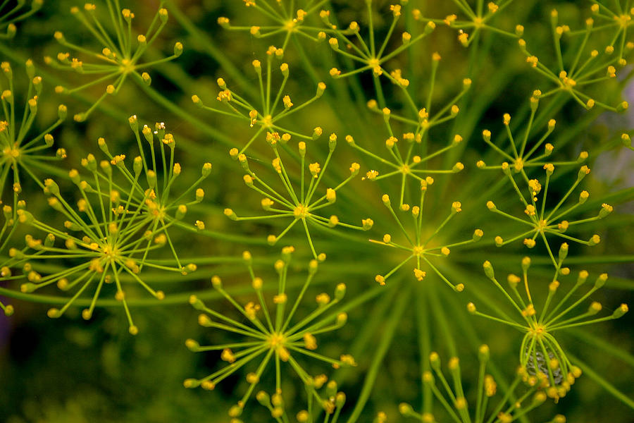 Flowers Still Life Photograph - Dots of Dill by Butter Milk