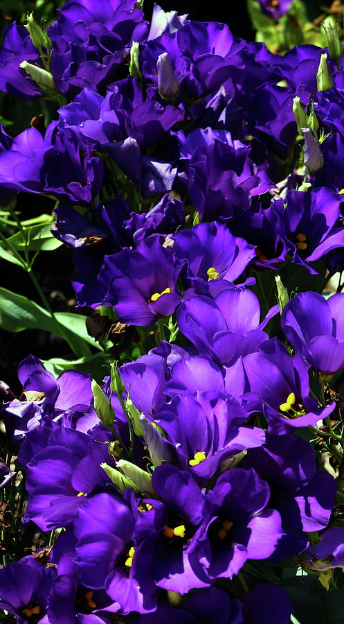 Dotty Purple Flower Bed 0038 DLW_H_2 Photograph by Steven Ward