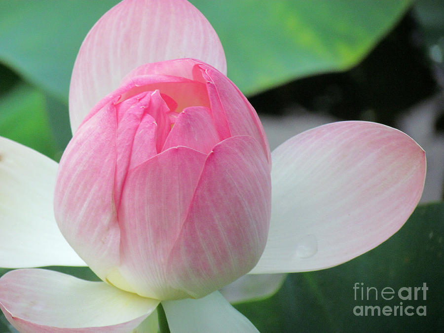 Lotus Petals Gently Unfurl Photograph by Lori Lafargue