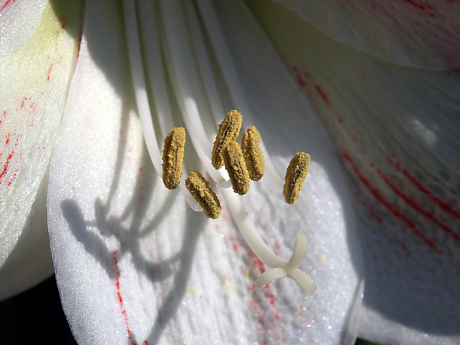 Double Amaryllis--Close Up Photograph by Bob Johnson