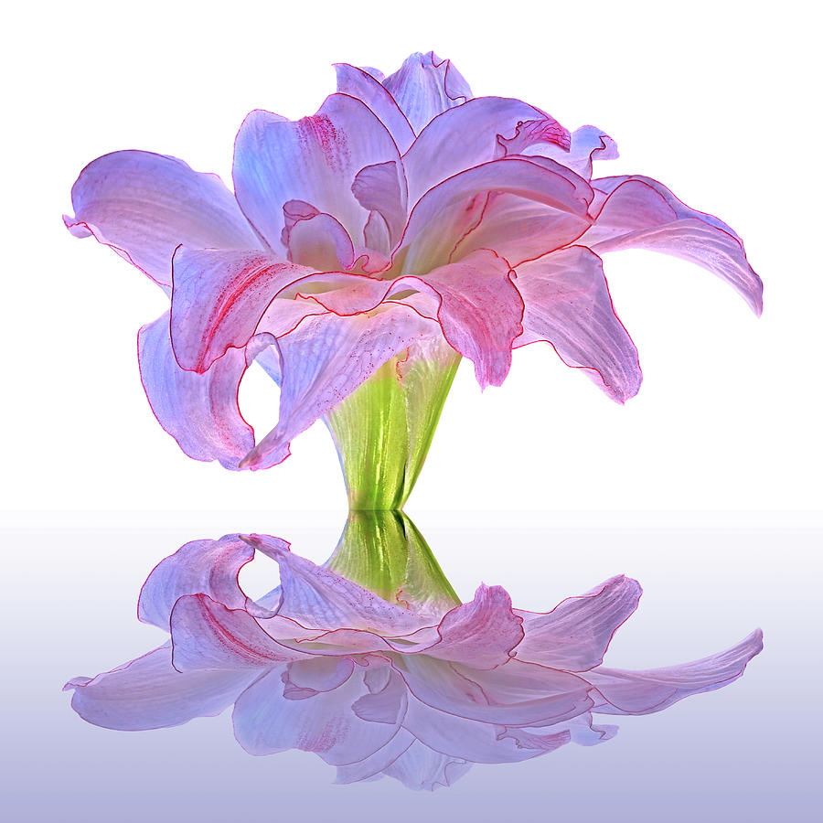 Double Amaryllis Reflections Photograph by Gill Billington
