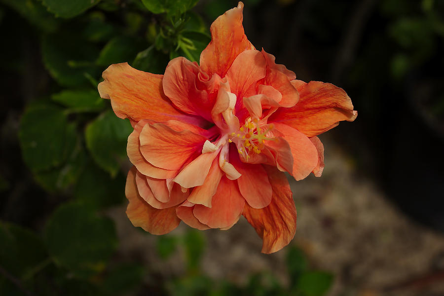 Double Apricot Hibiscus Photograph by Mark J Dunn