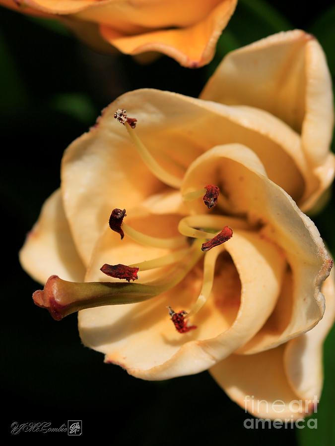 Double Asiatic Lily named Apricot Fudge Photograph by J McCombie