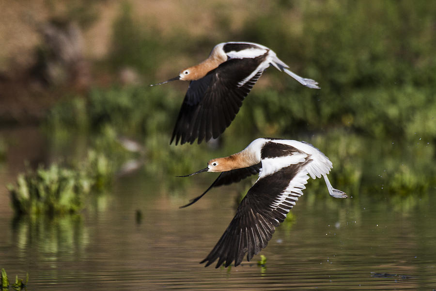 Double Avocets in flight Photograph by Ruth Jolly
