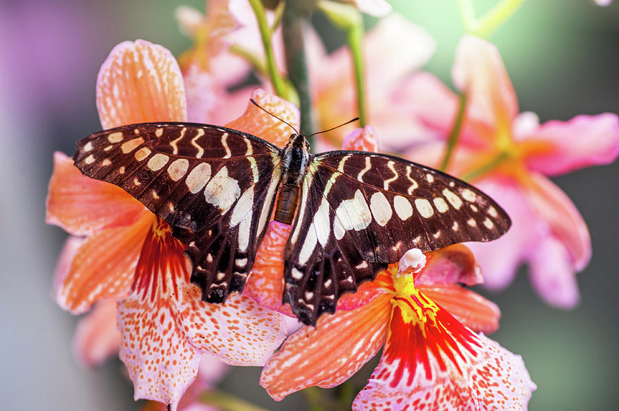 Double Beauty. Butterfly on Flowers Photograph by Jenny Rainbow