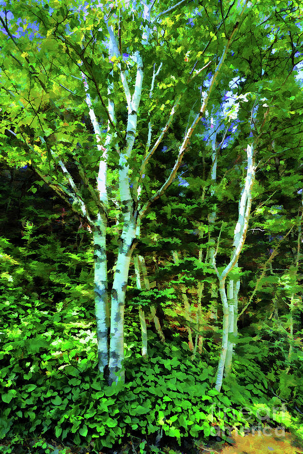 Double Birches Digital Art