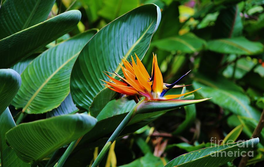 Double Bird of Paradise Photograph by Craig Wood