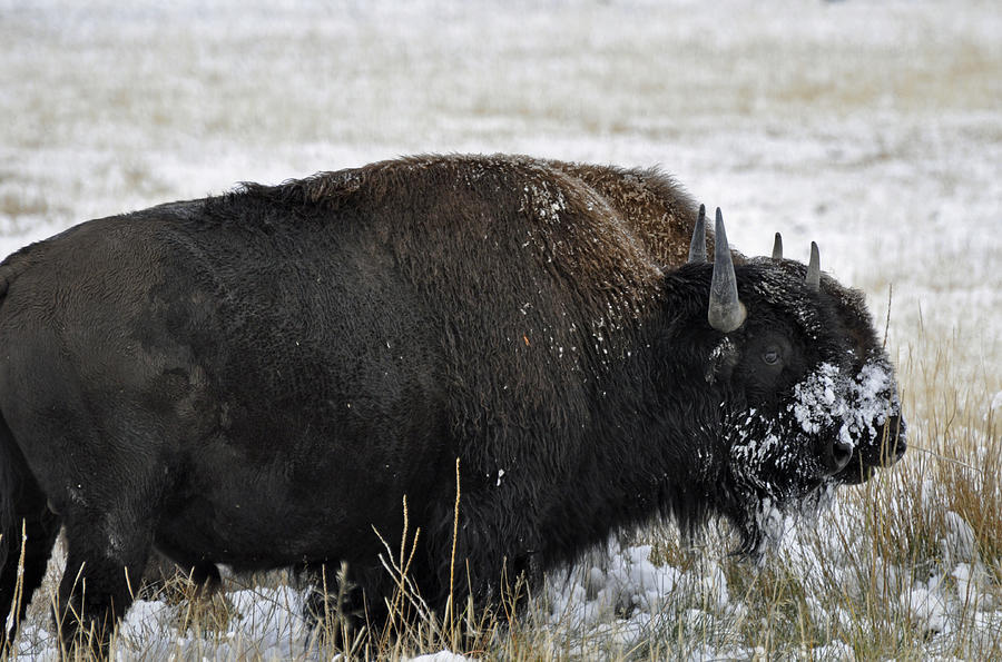 Double Bison Photograph by Bruce Gourley