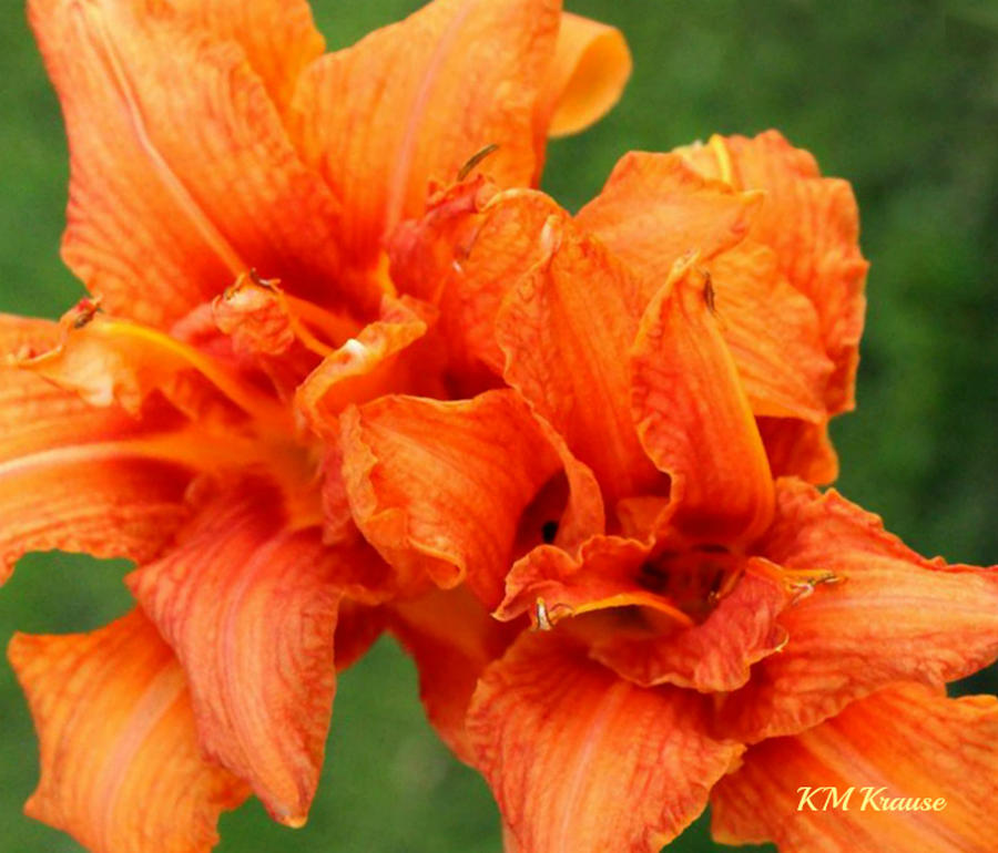 Double Bloom Daylily Photograph by Kathy M Krause