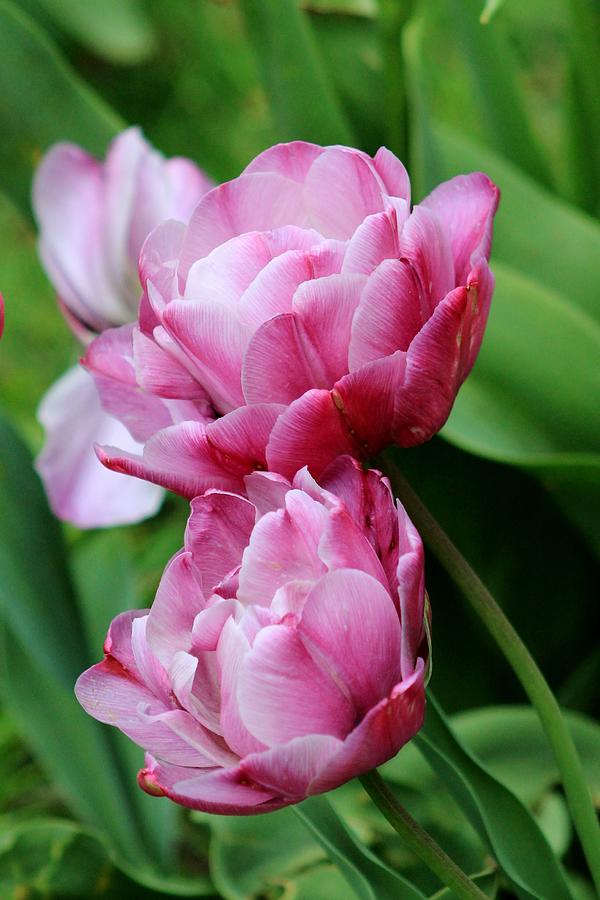 Double Bloom Tulip Photograph by Karen Silvestri