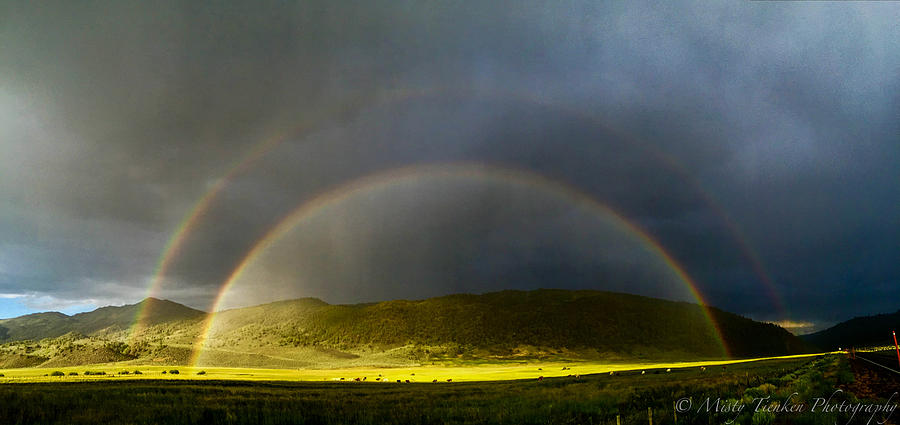 Double Bow Photograph by Misty Tienken