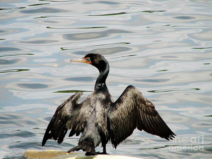 Double Breasted Cormorant Bird with His Wings Spread Photograph by DejaVu Designs