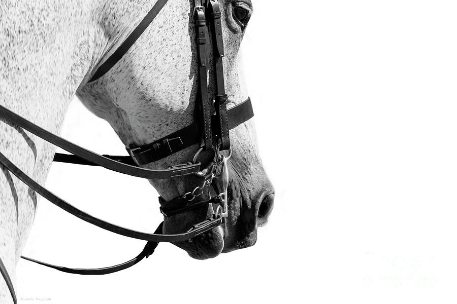 Double Bridle - Dressage Series Photograph by Michelle Wrighton