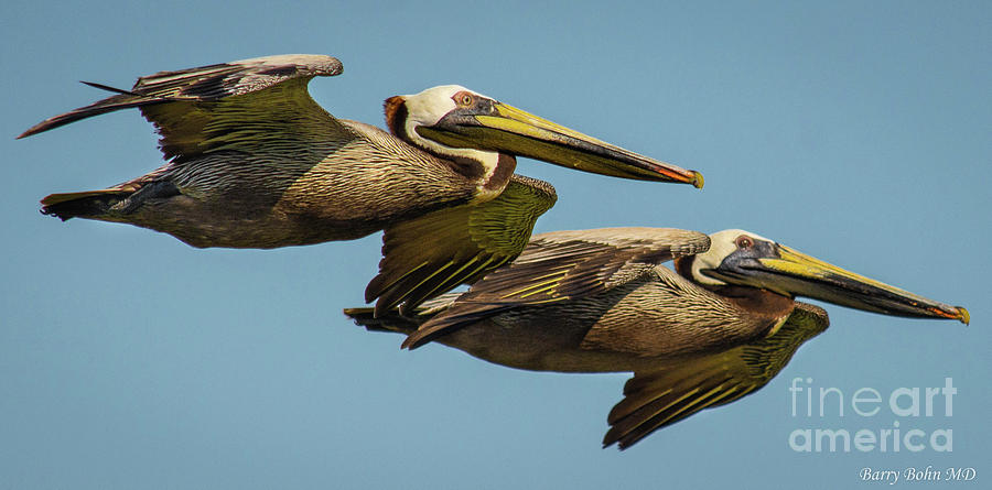 Double brown pelicans LPS 3P Photograph by Barry Bohn