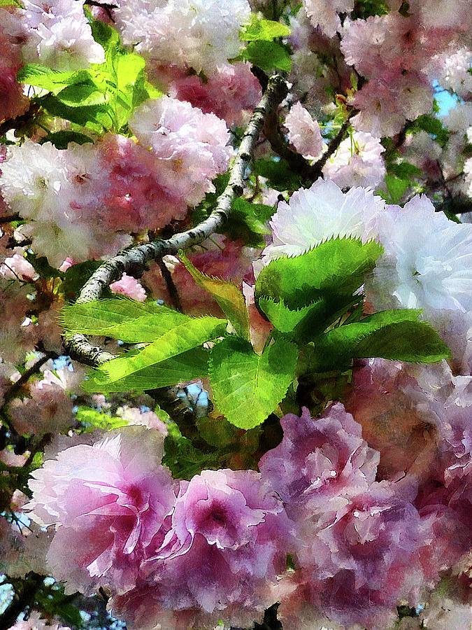 Double Cherry Blossoms Photograph by Susan Savad